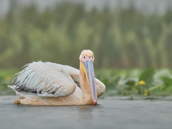 Wildlife photography holiday in Romania