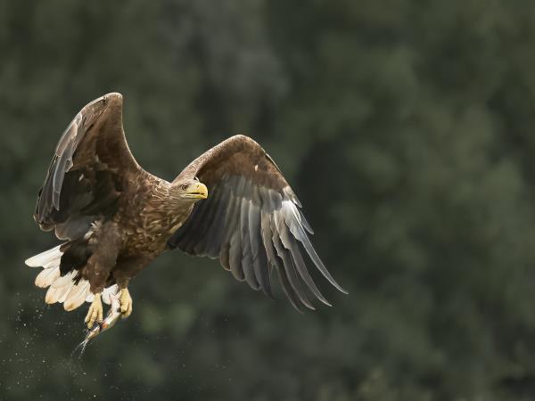Wildlife photography holiday in Romania