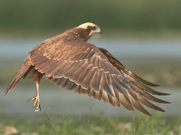Birding tour in the Danube Delta, Romania