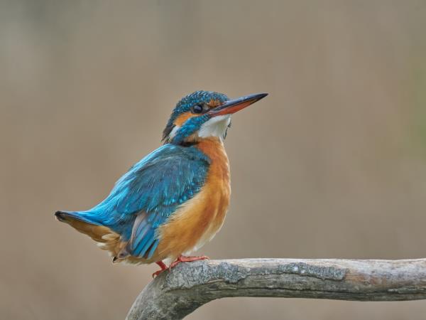 Birdwatching tour in the Danube Delta