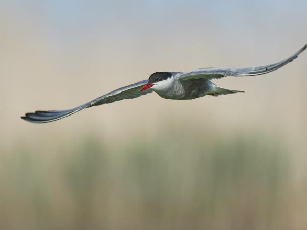 Birdwatching tour in the Danube Delta