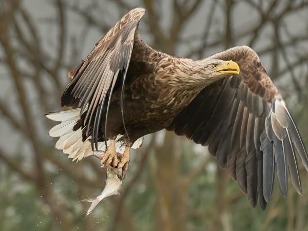 Birdwatching tour in the Danube Delta