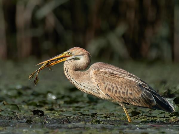Birdwatching tour in the Danube Delta