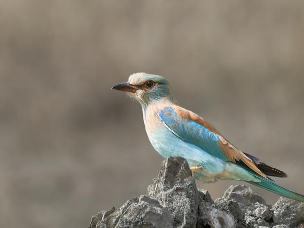 Birdwatching tour in the Danube Delta