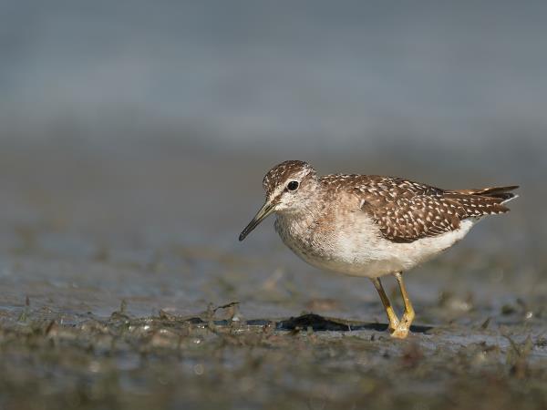 Birdwatching tour in the Danube Delta