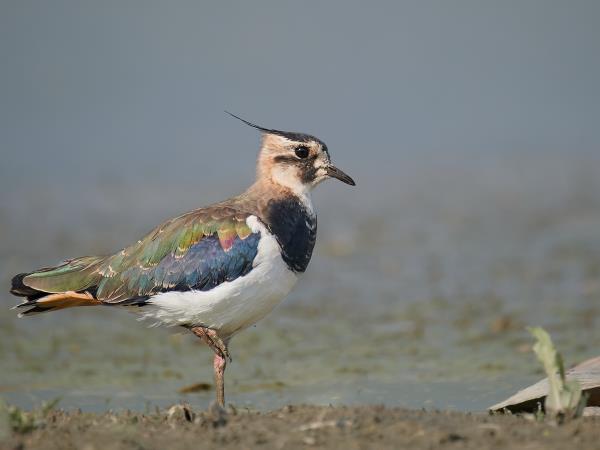 Birdwatching tour in the Danube Delta