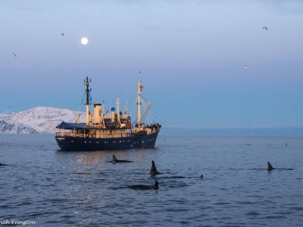 Swim with orcas in fjords of Norway