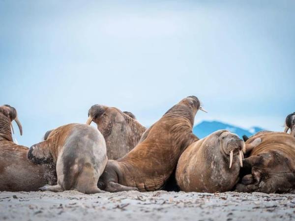 Spitsbergen Autumn photography tour, 12 guests