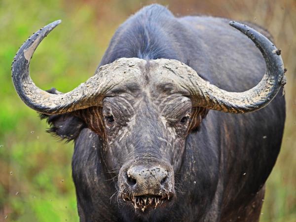 The best of Uganda, Kenya & Tanzania wildlife holiday