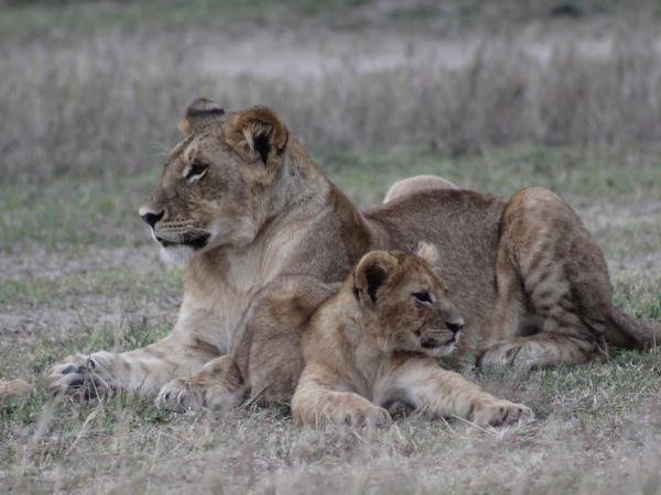 The best of Uganda, Kenya & Tanzania wildlife holiday