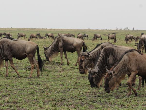 The best of Uganda, Kenya & Tanzania wildlife holiday