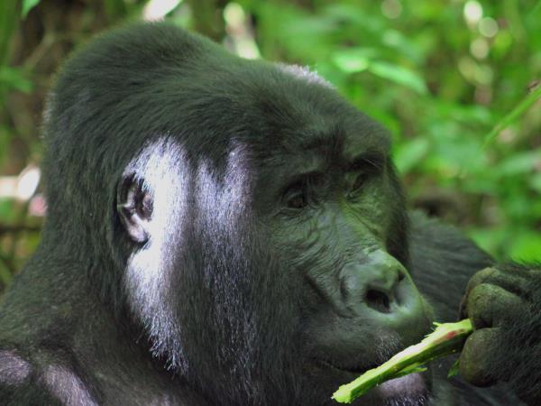 The best of Uganda, Kenya & Tanzania wildlife holiday