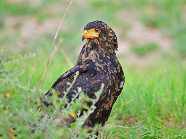 Culture and birding holiday in Uganda