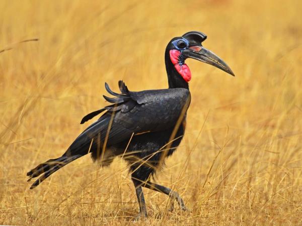 Culture and birding holiday in Uganda