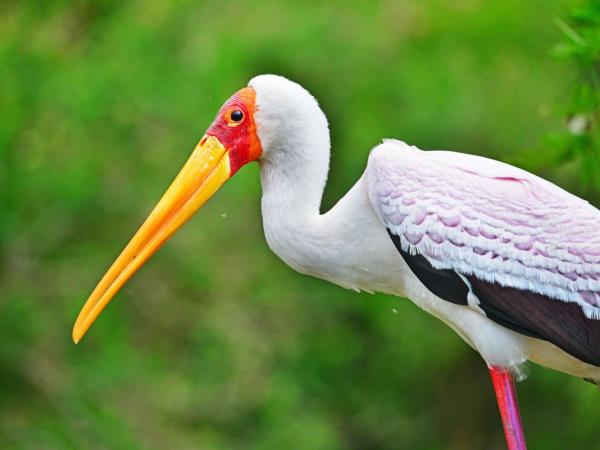 Culture and birding holiday in Uganda
