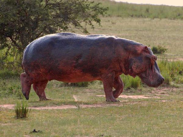 Gorilla and game safari in Uganda