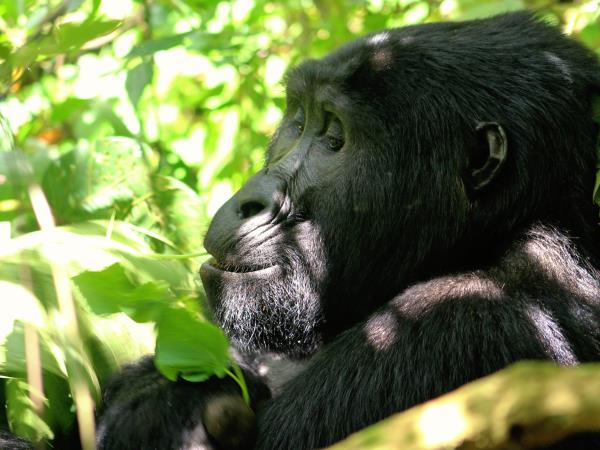 Uganda culture, traditions & wildlife holiday