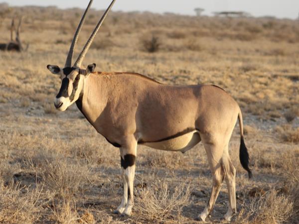 Uganda culture, traditions & wildlife holiday