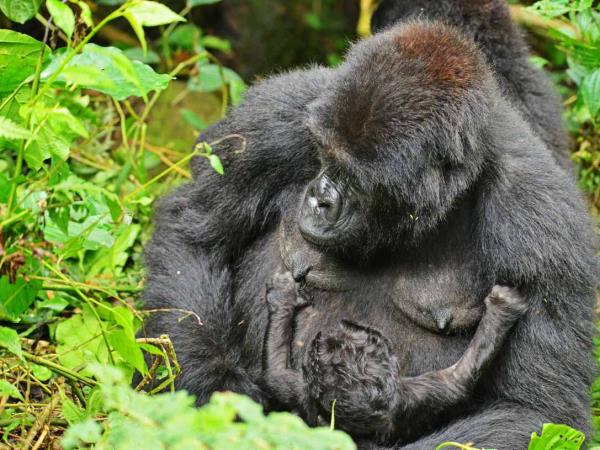 Uganda wildlife holiday