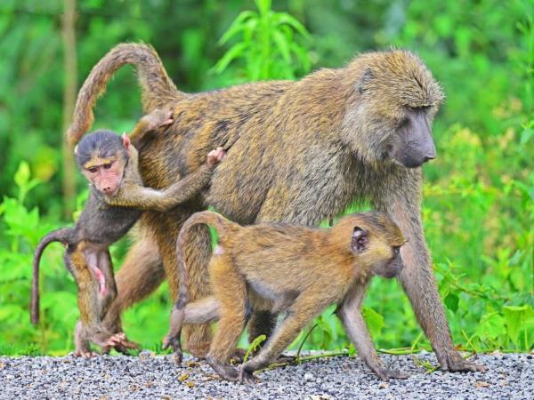 Uganda wildlife holiday