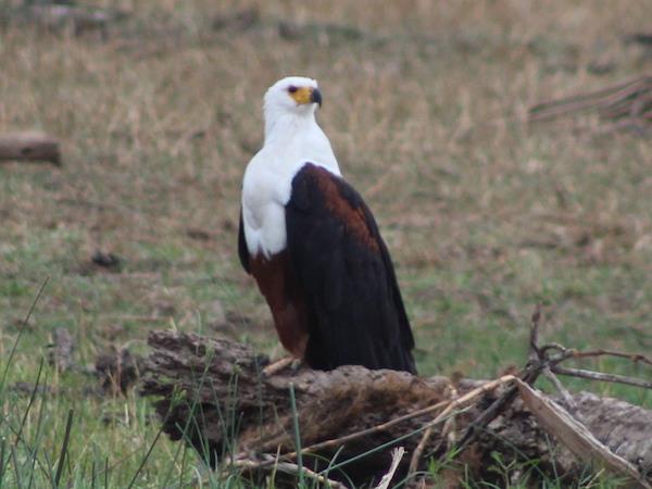 Rwanda bird watching holiday and gorilla trek