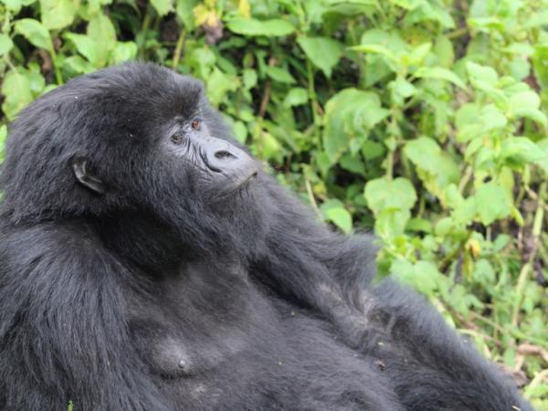 Rwanda bird watching holiday and gorilla trek