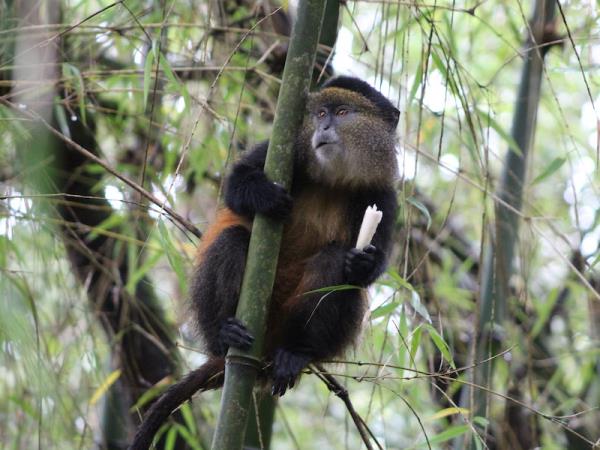 Best of Rwanda safari, 12 days