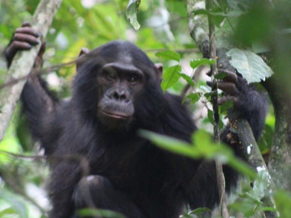 Best of Rwanda safari, 12 days