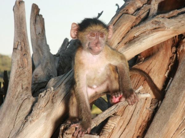 Volunteer with monkeys in South Africa