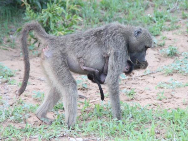 Volunteer with monkeys in South Africa