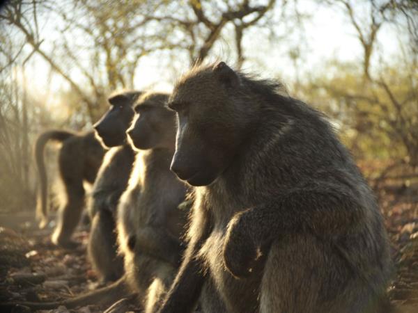 Volunteer with monkeys in South Africa