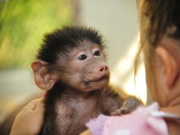 Family volunteering with monkeys in South Africa