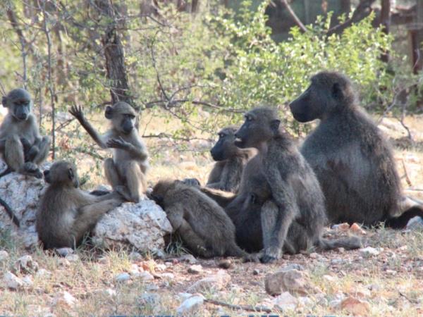 Family volunteering with monkeys in South Africa
