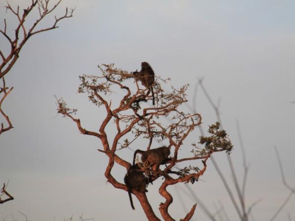 Family volunteering with monkeys in South Africa