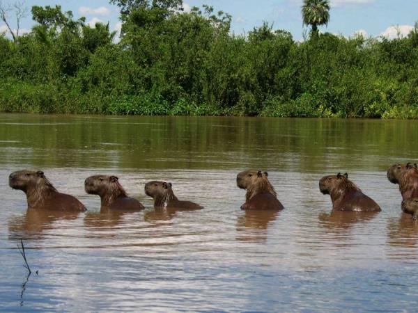 Brazil wildlife holiday, waterfalls and beaches