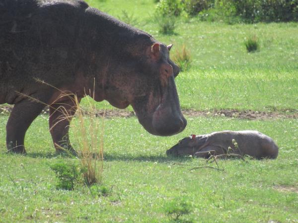 Uganda wildlife and nature holiday