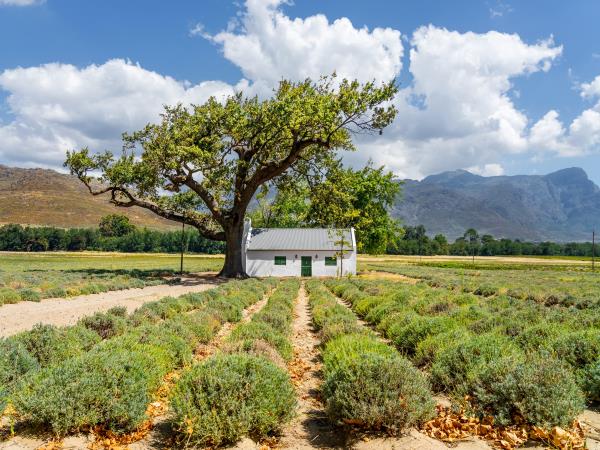 Culinary tour of South Africa