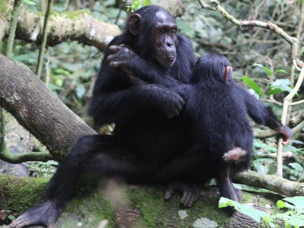 Uganda & Rwanda wildlife holiday