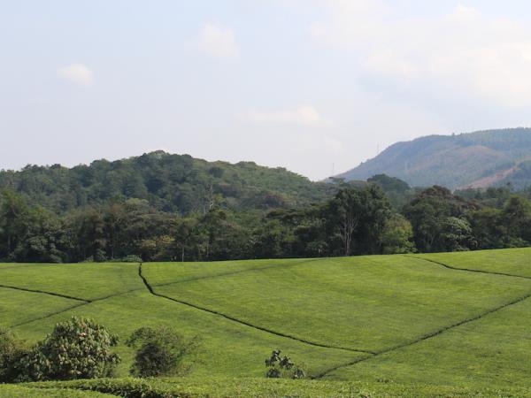 Uganda & Rwanda wildlife holiday