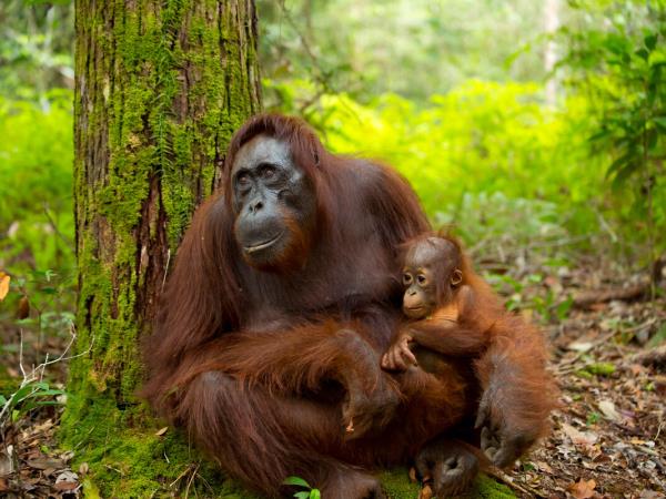 Borneo wildlife highlights holiday