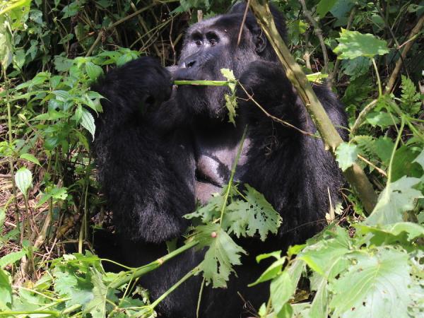 Highlights of Uganda & Rwanda holiday