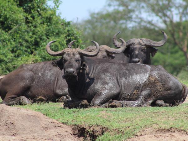 Highlights of Uganda & Rwanda holiday