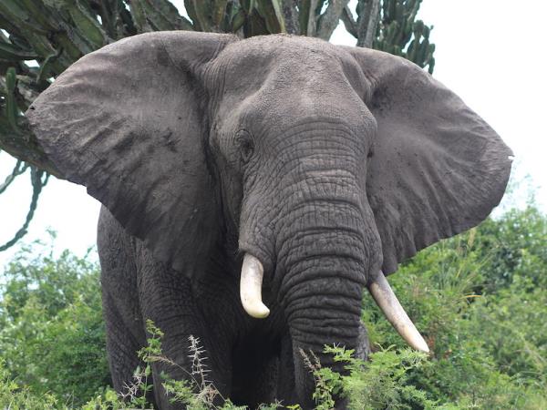 Highlights of Uganda & Rwanda holiday