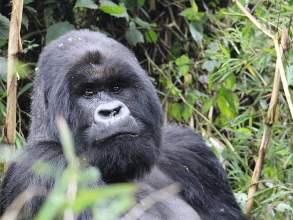 Rwanda primate safari, 8 days