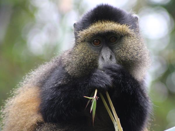 Rwanda primate safari, 8 days