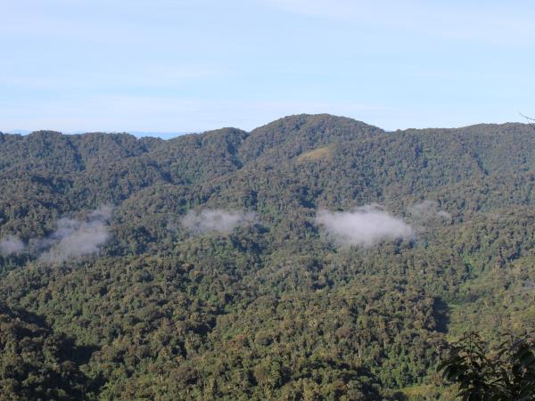 Rwanda primate safari, 8 days