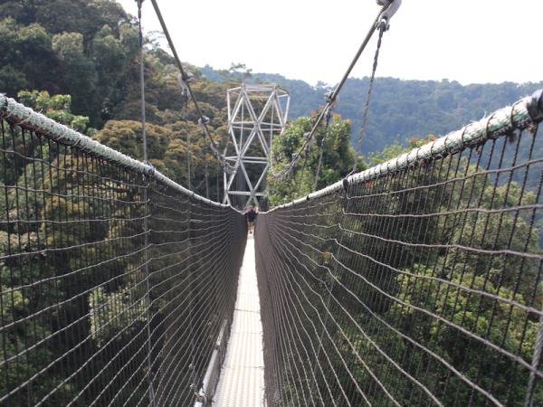 Rwanda primate safari, 8 days