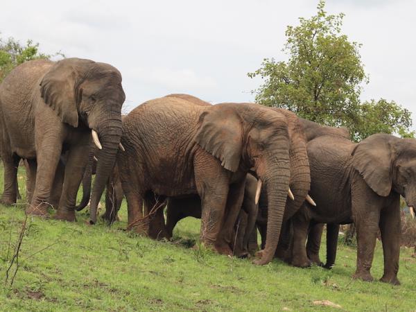 Rwanda wildlife safari