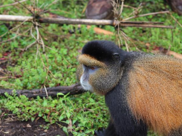 Rwanda wildlife safari