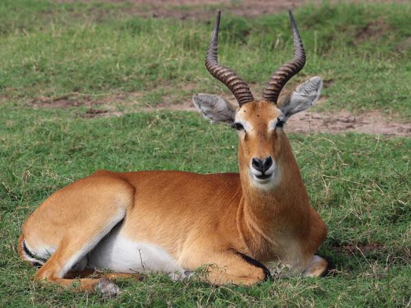 8 day wildlife tour of Uganda